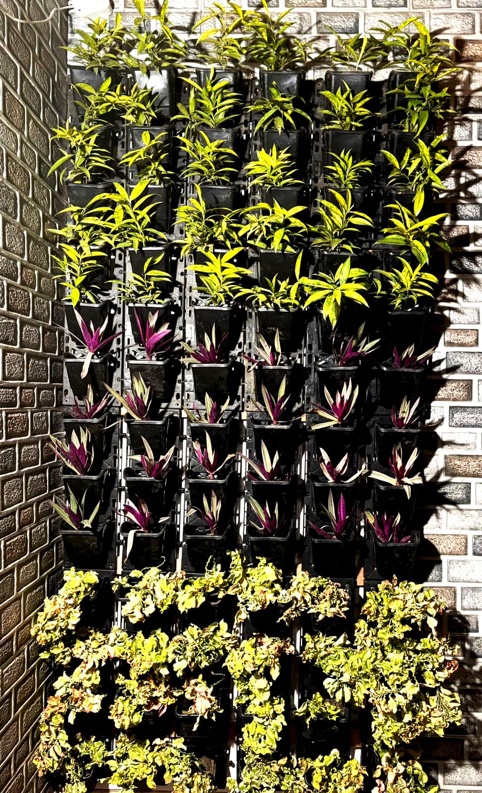 Dr. Mujibur Rahman - Dr. Mujibur Rahman landscape project