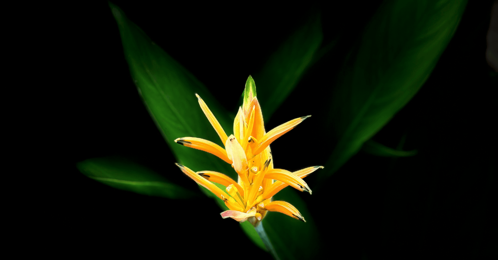 Flora Garden Services Banner