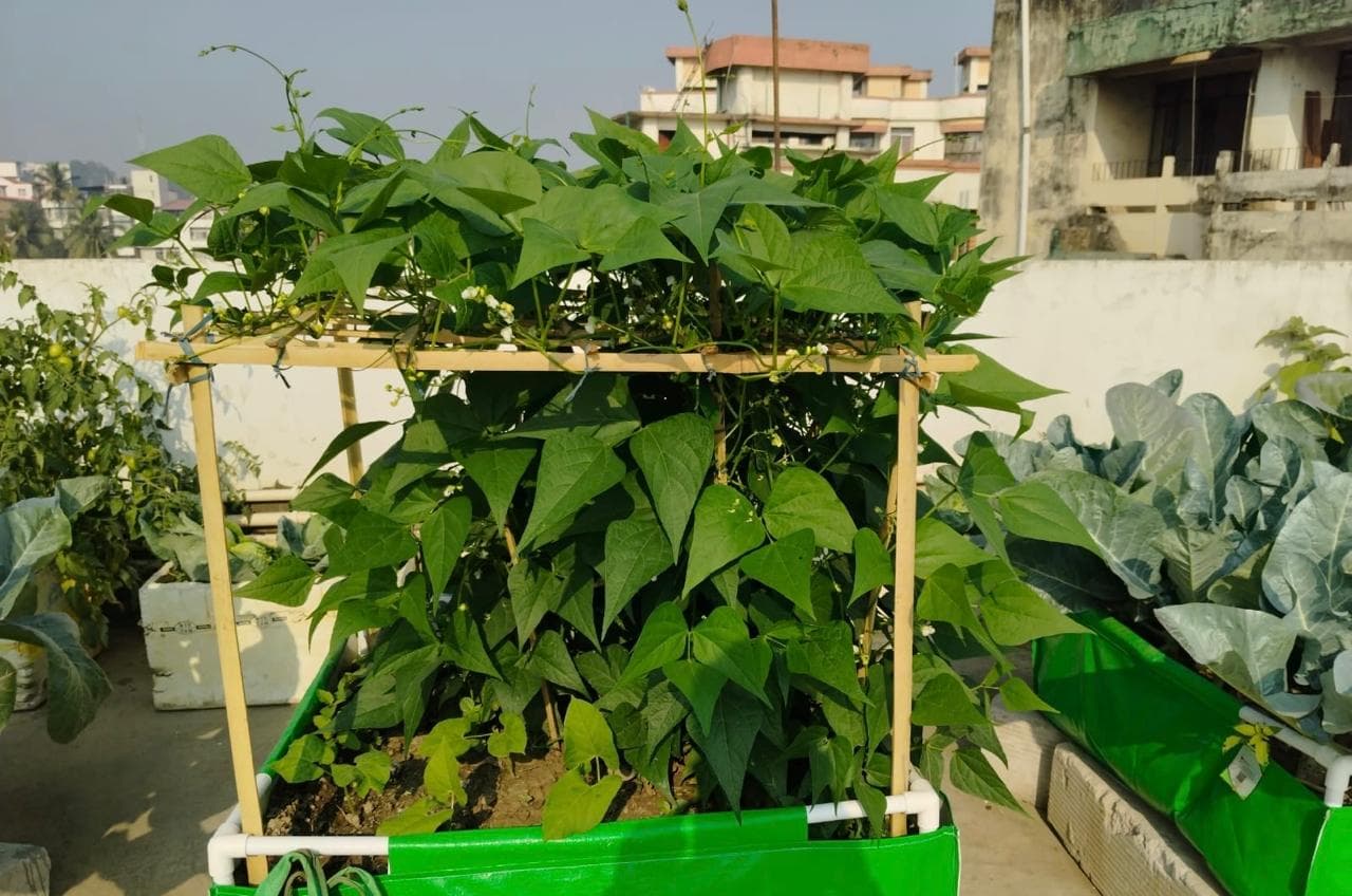 Kitchen Gardening - Edible garden design and organic vegetable gardening